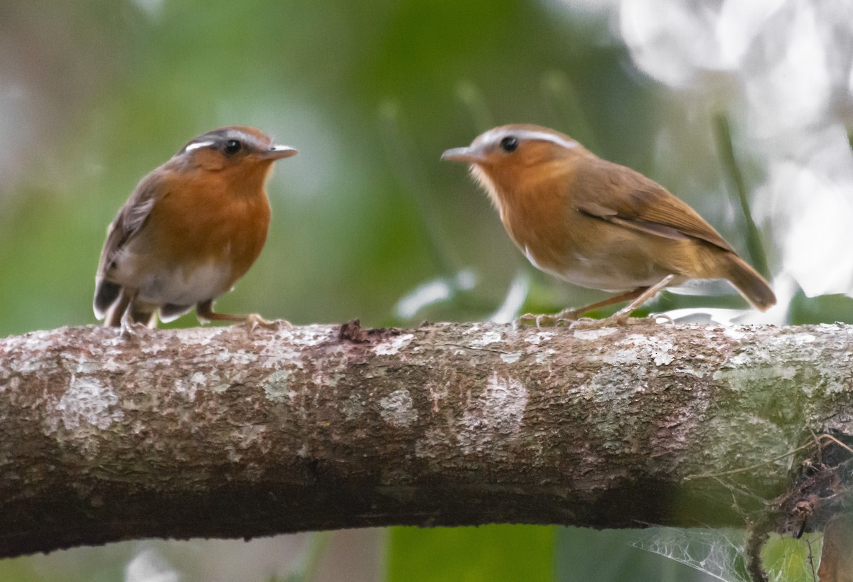 Rufous Gnateater - Giusepe Donato