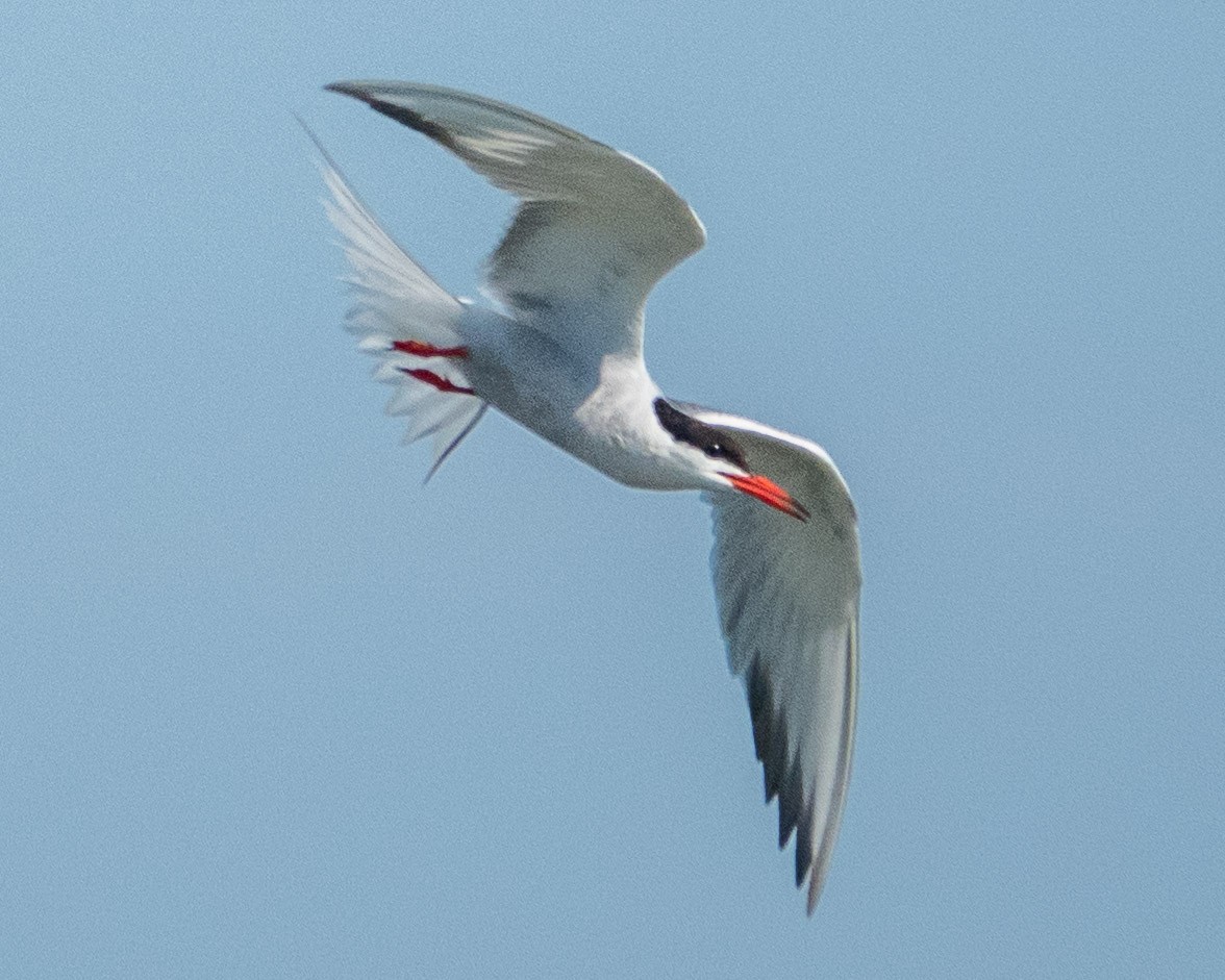 Эгэл хараалай - ML622587898