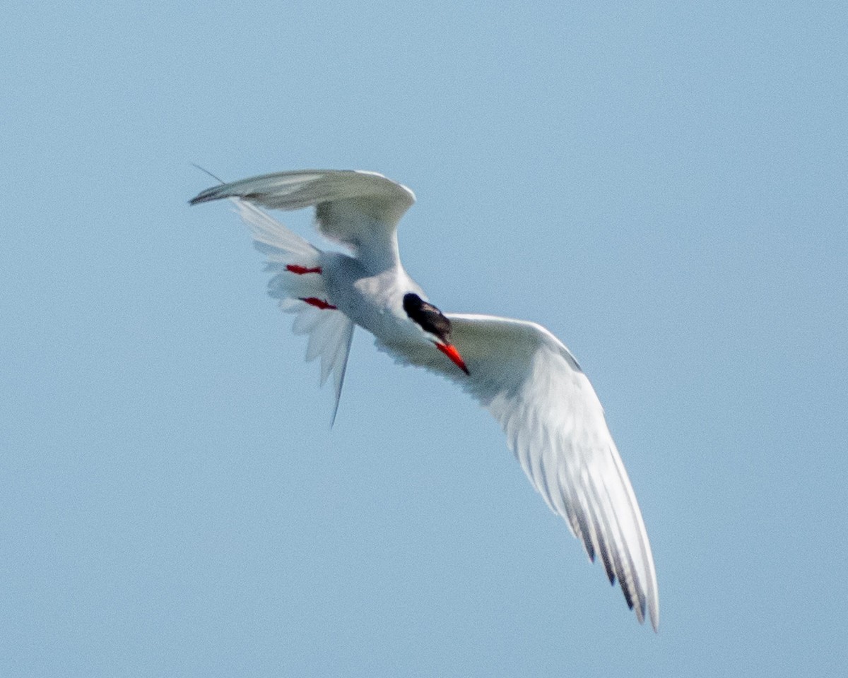 Эгэл хараалай - ML622587899