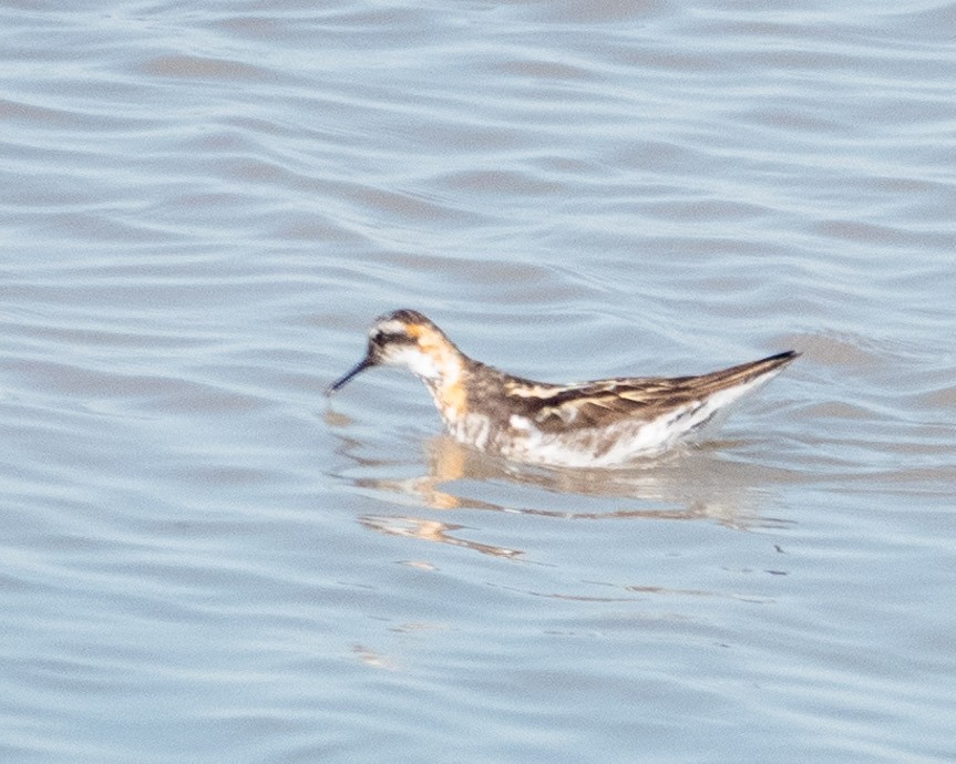 Нарийн сэлээхэй - ML622587952