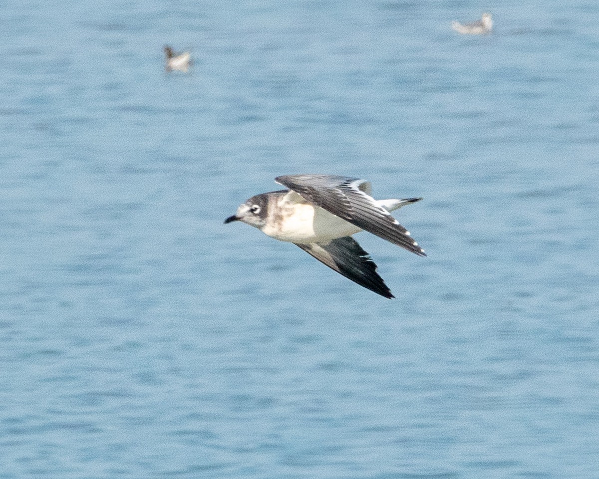 Franklin's Gull - ML622587987