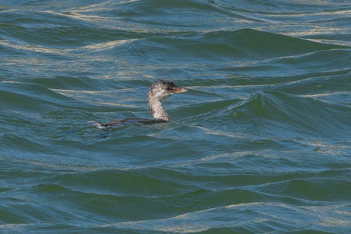 Pied-billed Grebe - ML622588036