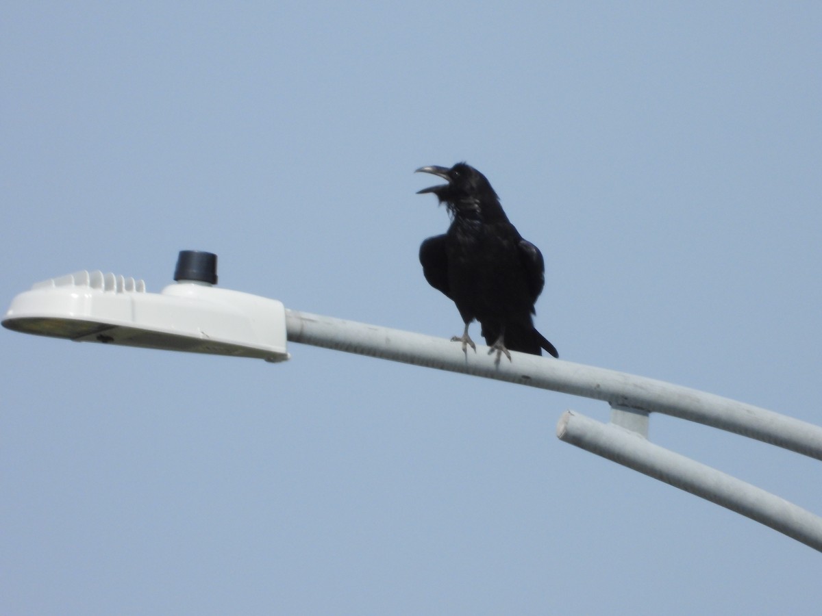 Common Raven - ML622588098