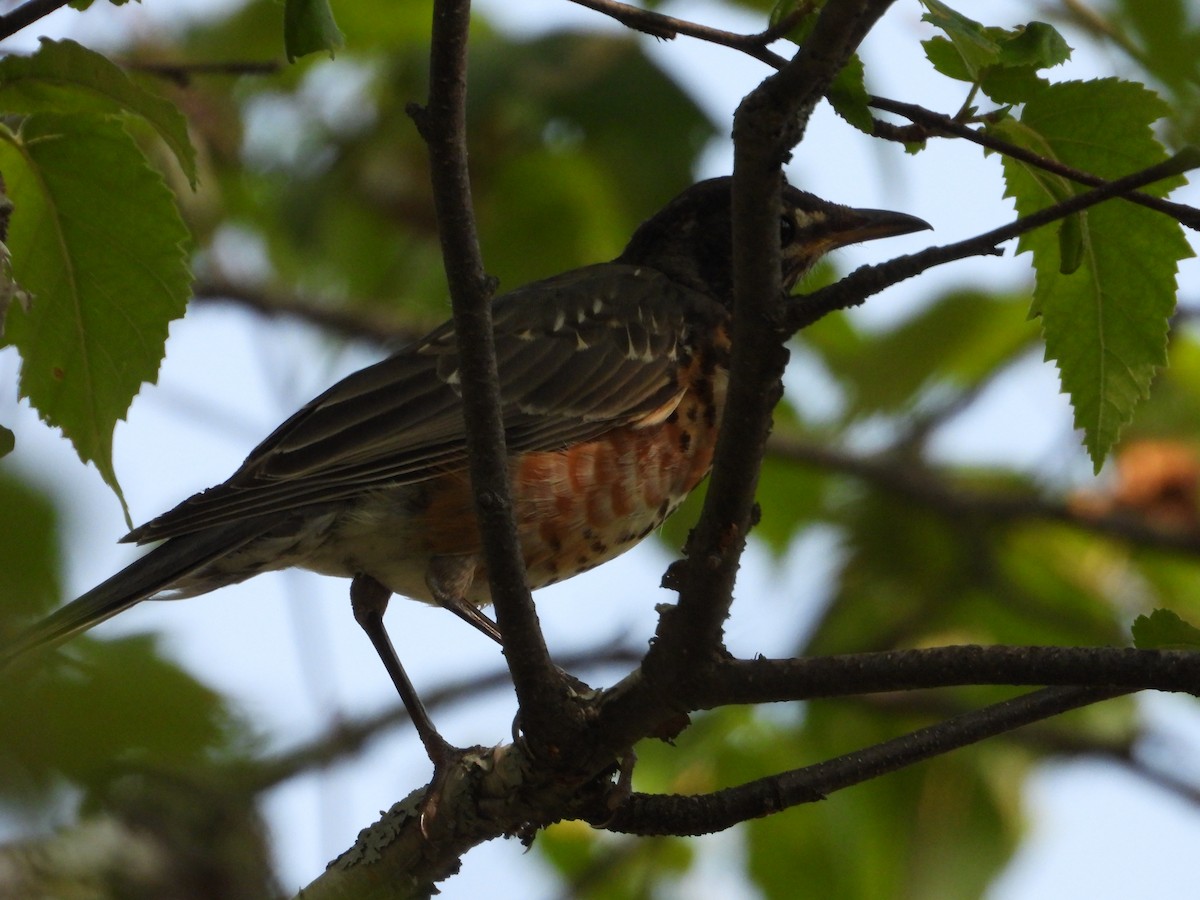 American Robin - ML622588114