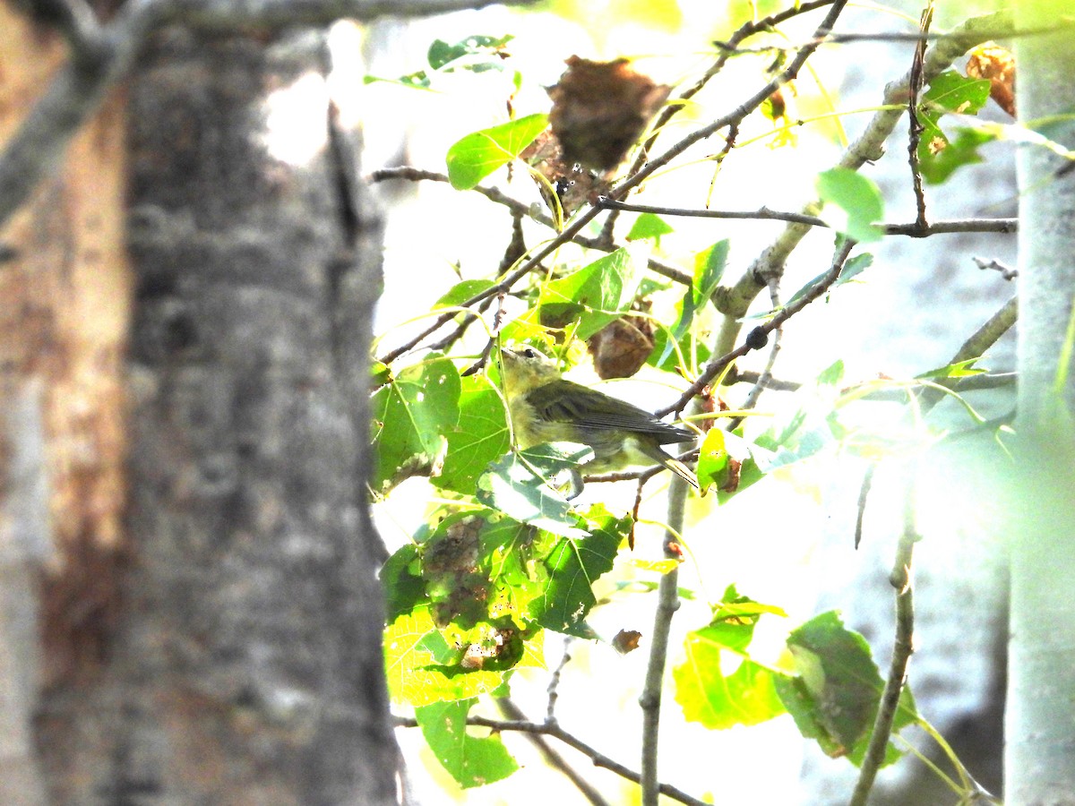 new world warbler sp. - ML622588139