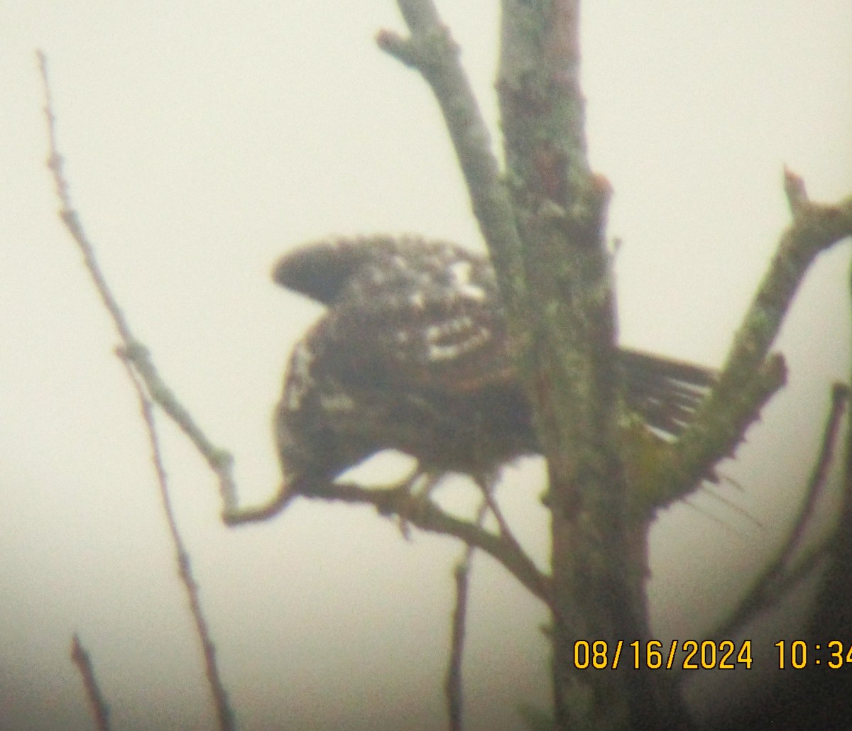 Mississippi Kite - ML622588166