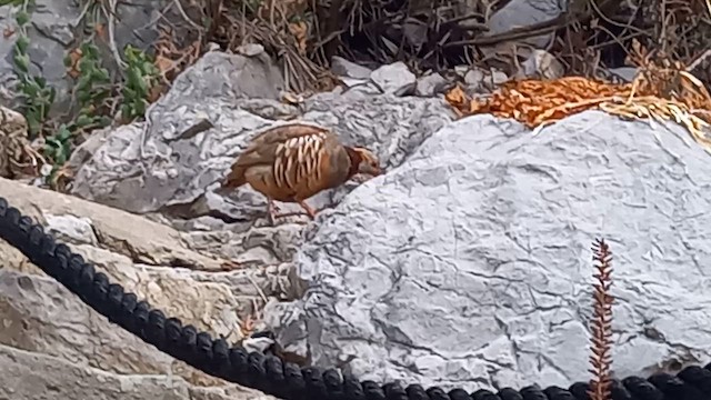 Barbary Partridge - ML622588212
