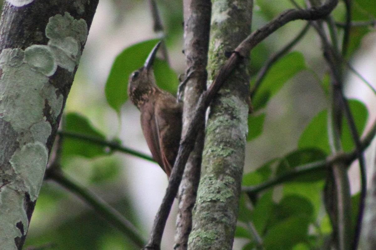 Cocoa Woodcreeper (Lawrence's) - ML622588271