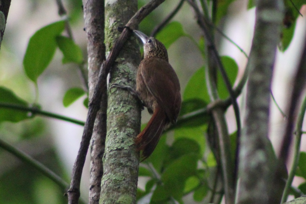 Cocoa Woodcreeper (Lawrence's) - Tommy DeBardeleben