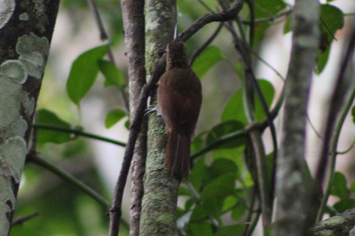 Cocoa Woodcreeper (Lawrence's) - ML622588273