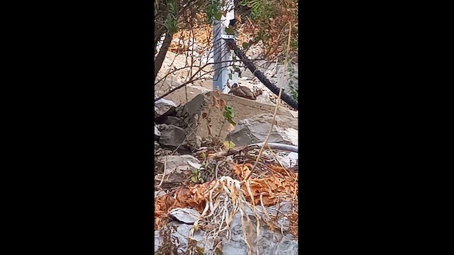 Barbary Partridge - ML622588323
