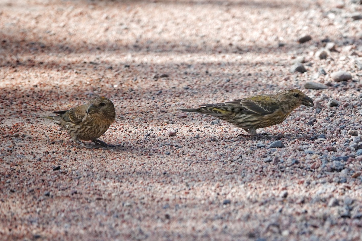 Parrot Crossbill - ML622588372