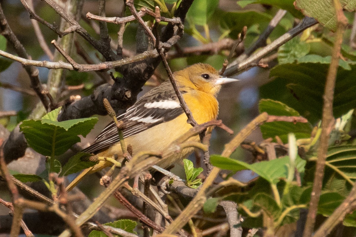 Bullock's Oriole - Dixie Sommers