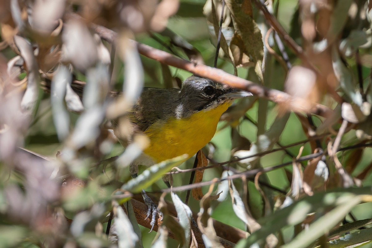 Yellow-breasted Chat - ML622588473