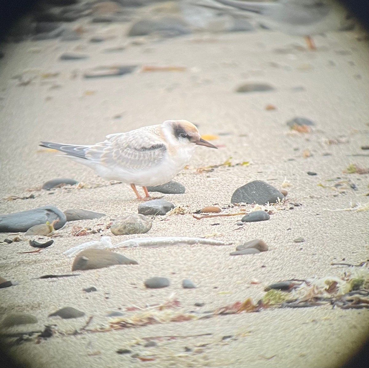 Least Tern - ML622588566