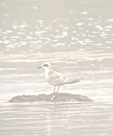 Forster's Tern - ML622588614