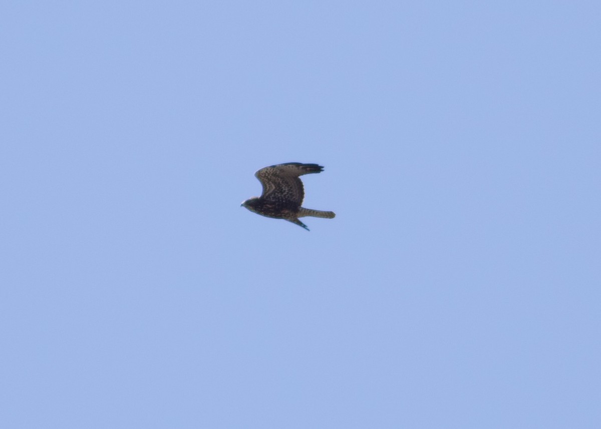 Swainson's Hawk - ML622588881