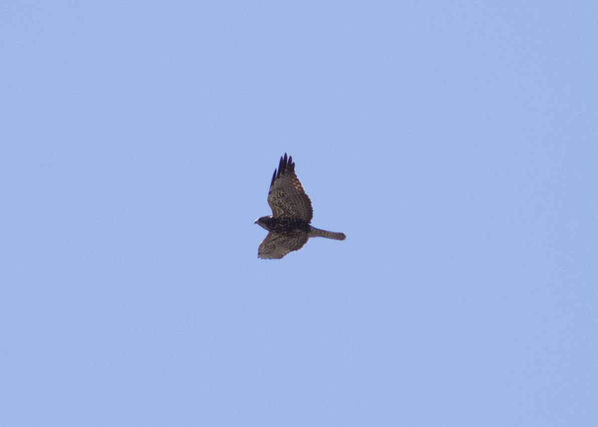 Swainson's Hawk - ML622588882