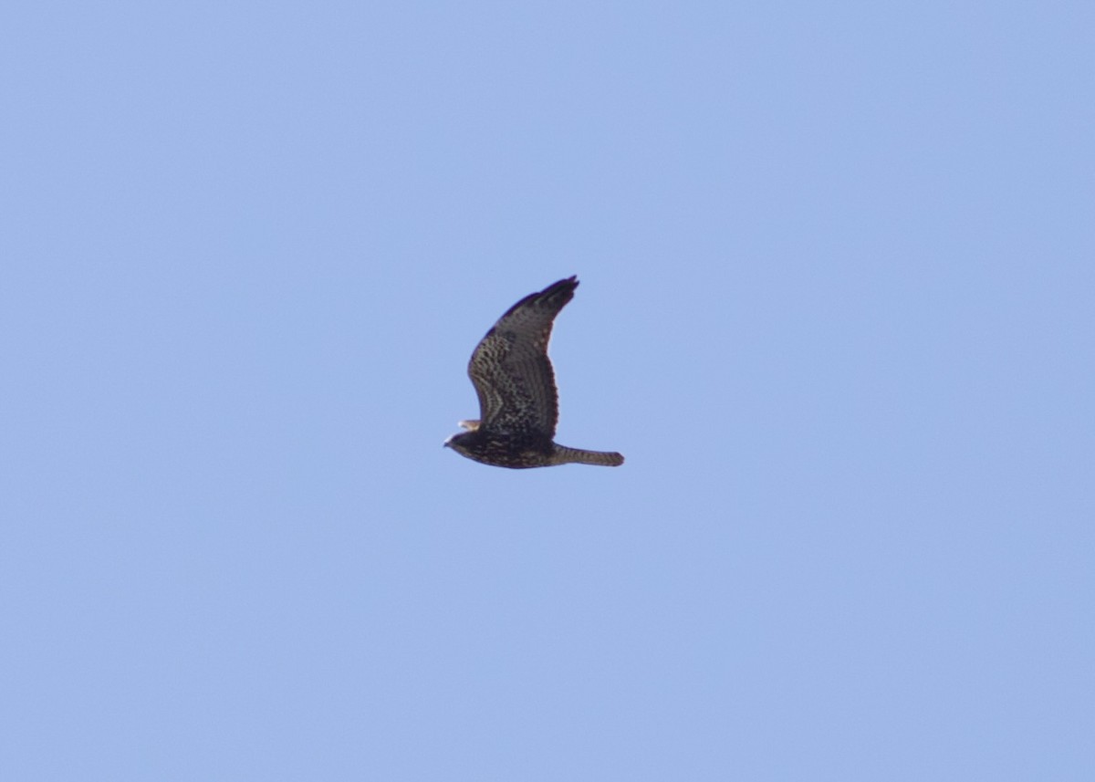 Swainson's Hawk - ML622588883