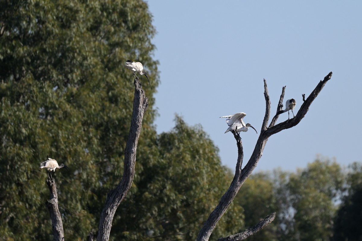 Australian Ibis - ML622588971