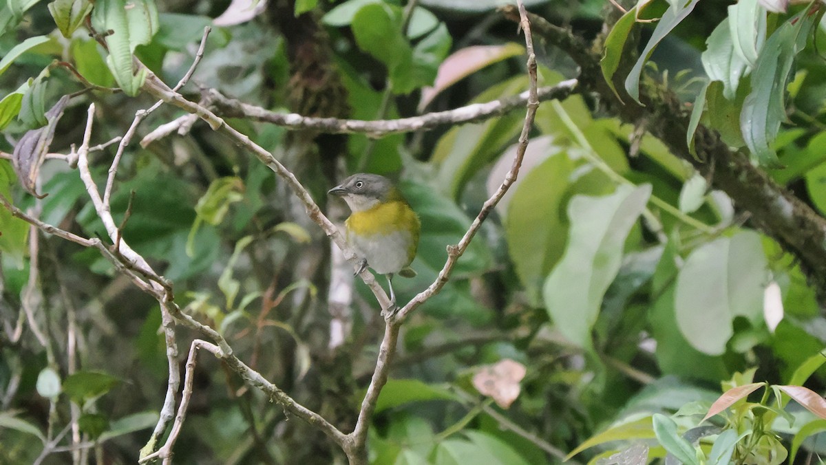 Common Chlorospingus (Northern Andes) - ML622588982