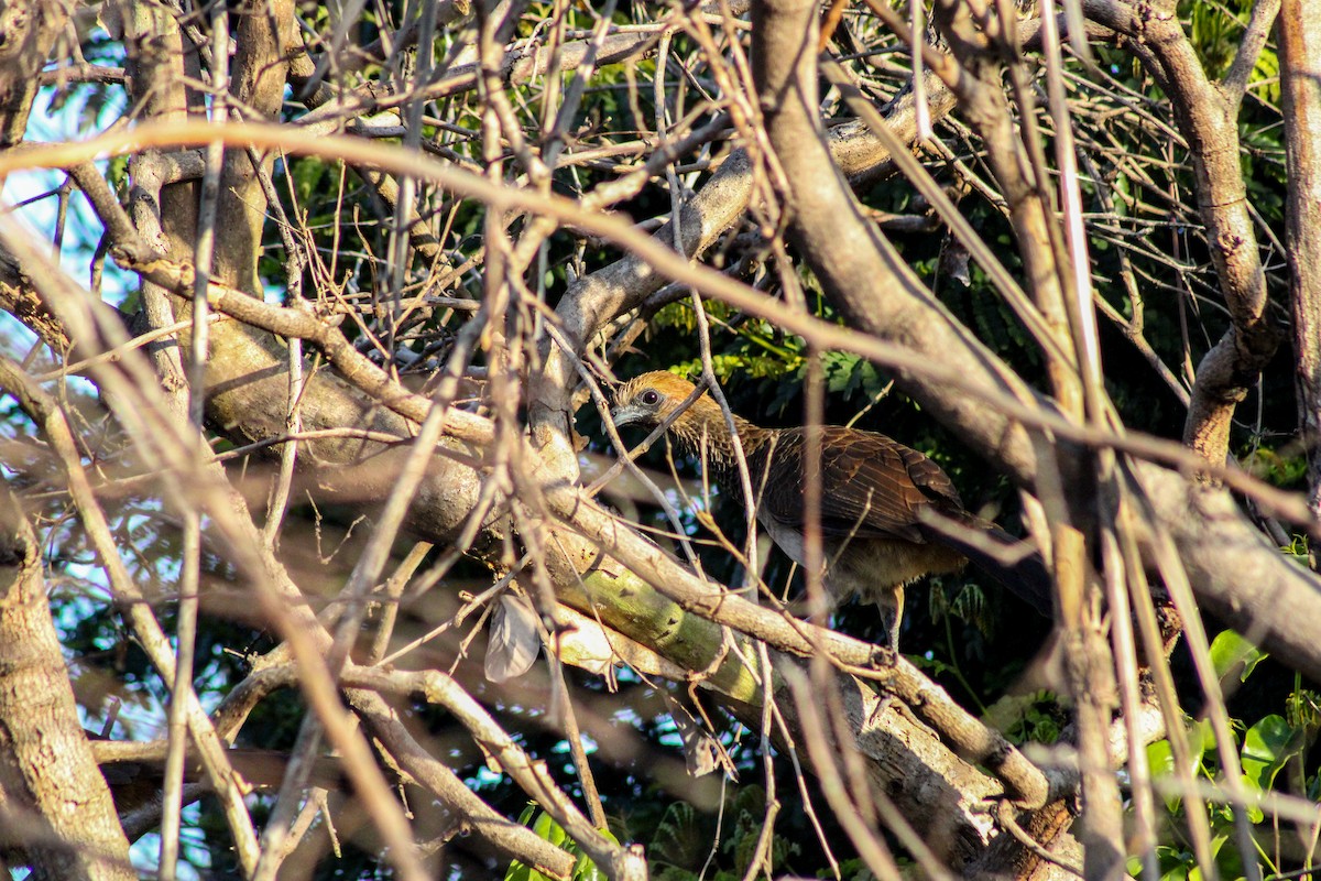 East Brazilian Chachalaca - ML622589074