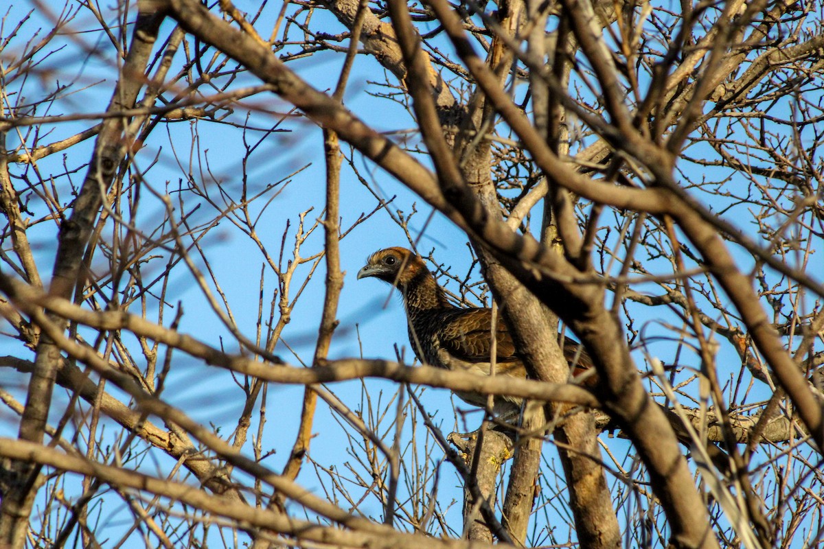 East Brazilian Chachalaca - ML622589075