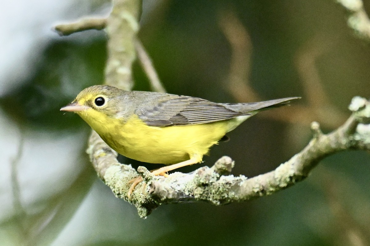 Canada Warbler - ML622589172