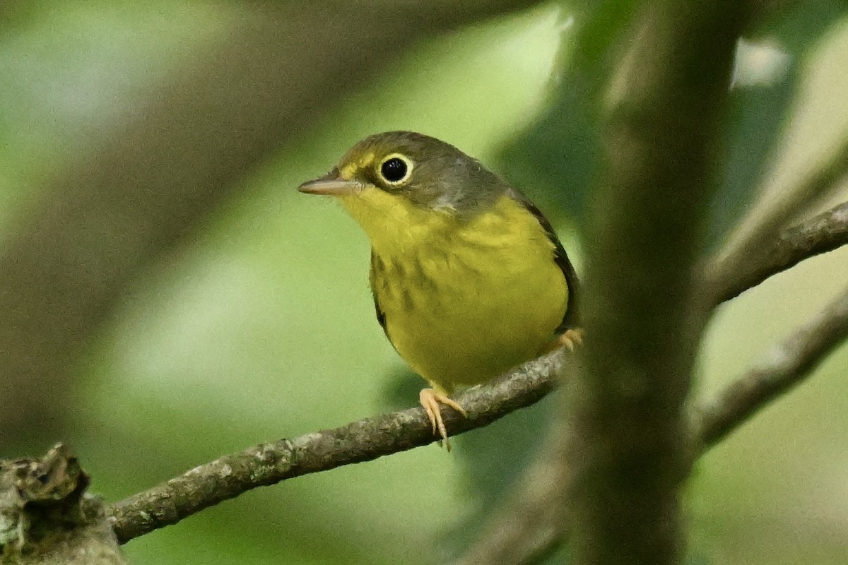 Canada Warbler - Michele Carnerie