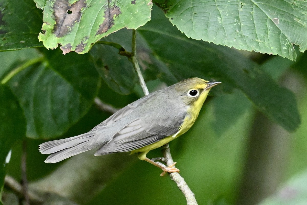 Canada Warbler - ML622589174