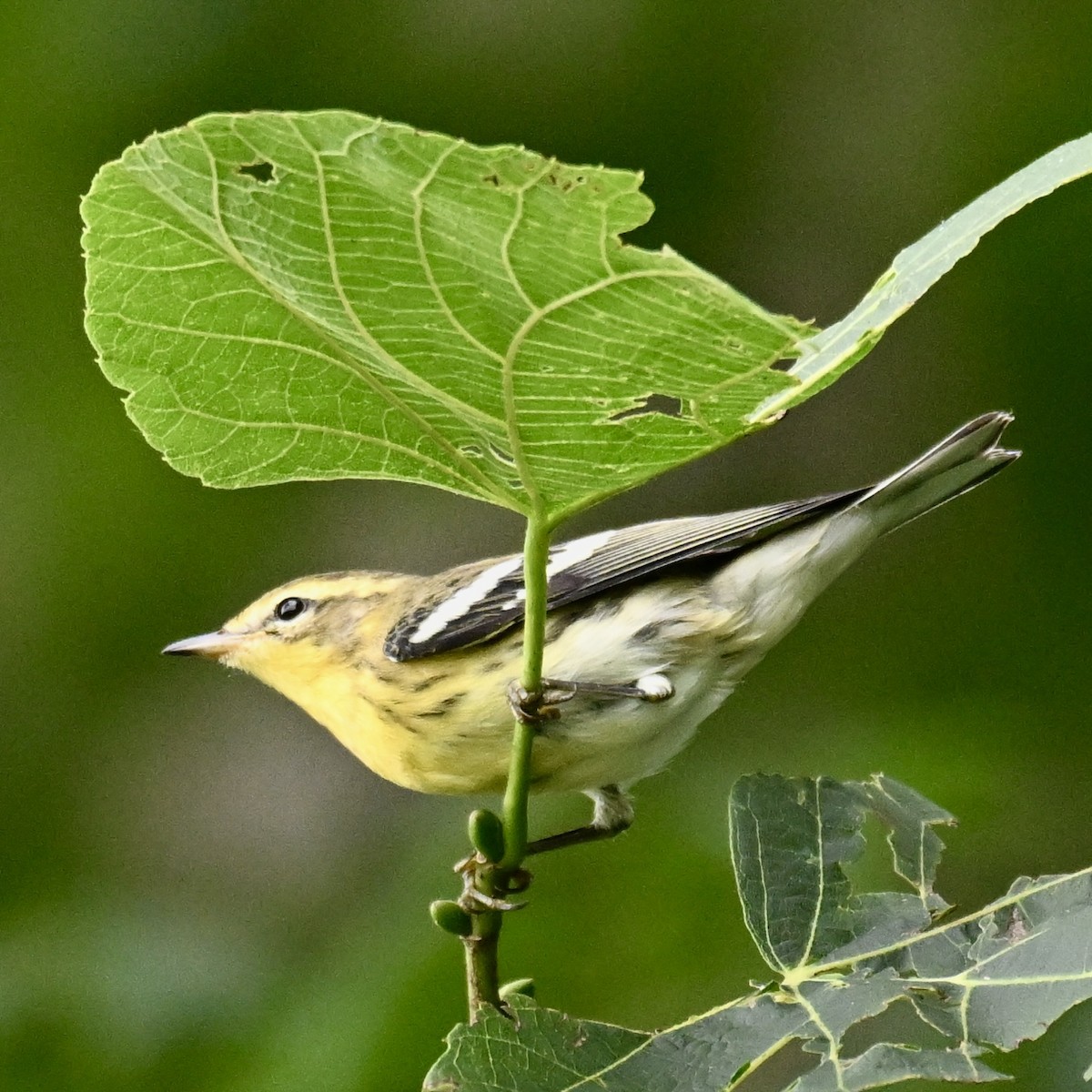 Blackburnian Warbler - ML622589177