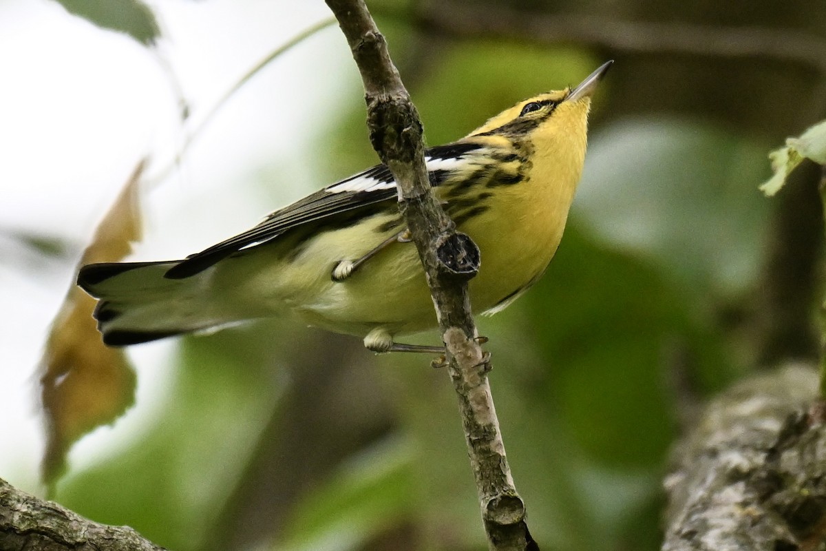 Blackburnian Warbler - ML622589178