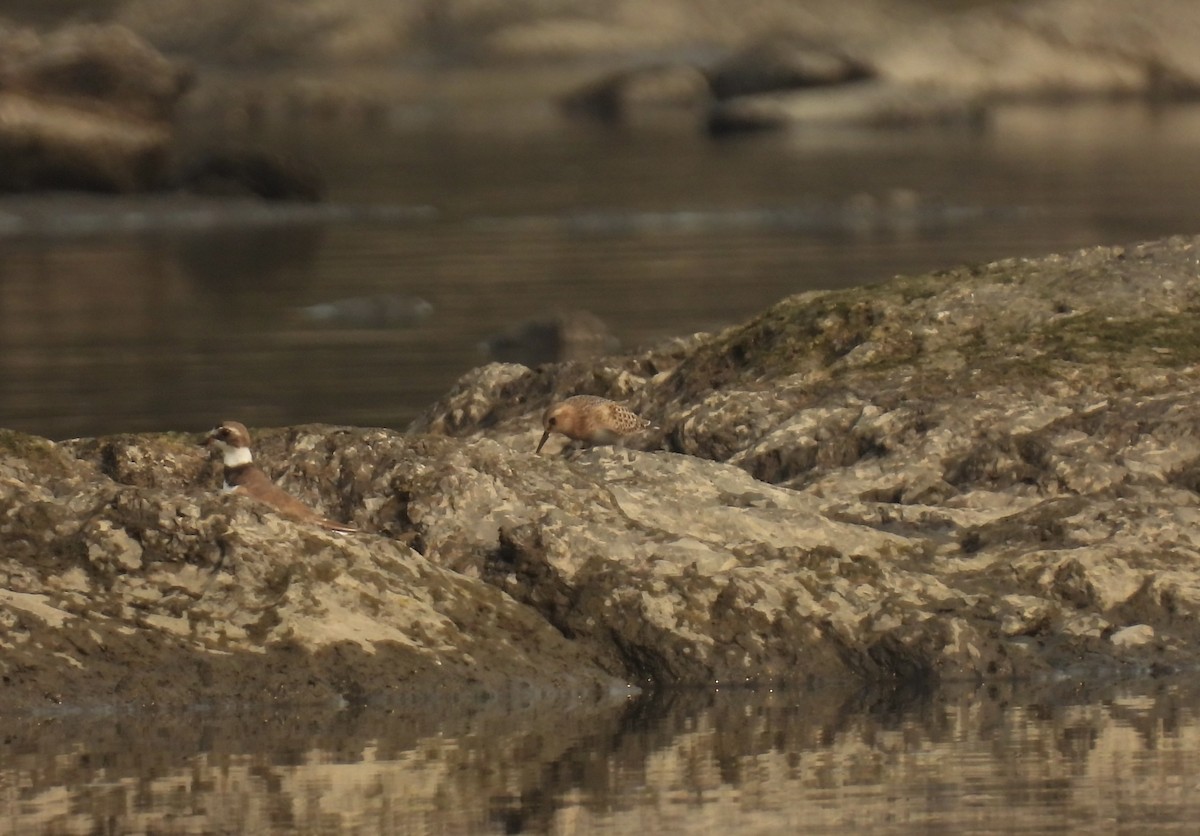 Baird's Sandpiper - ML622589283