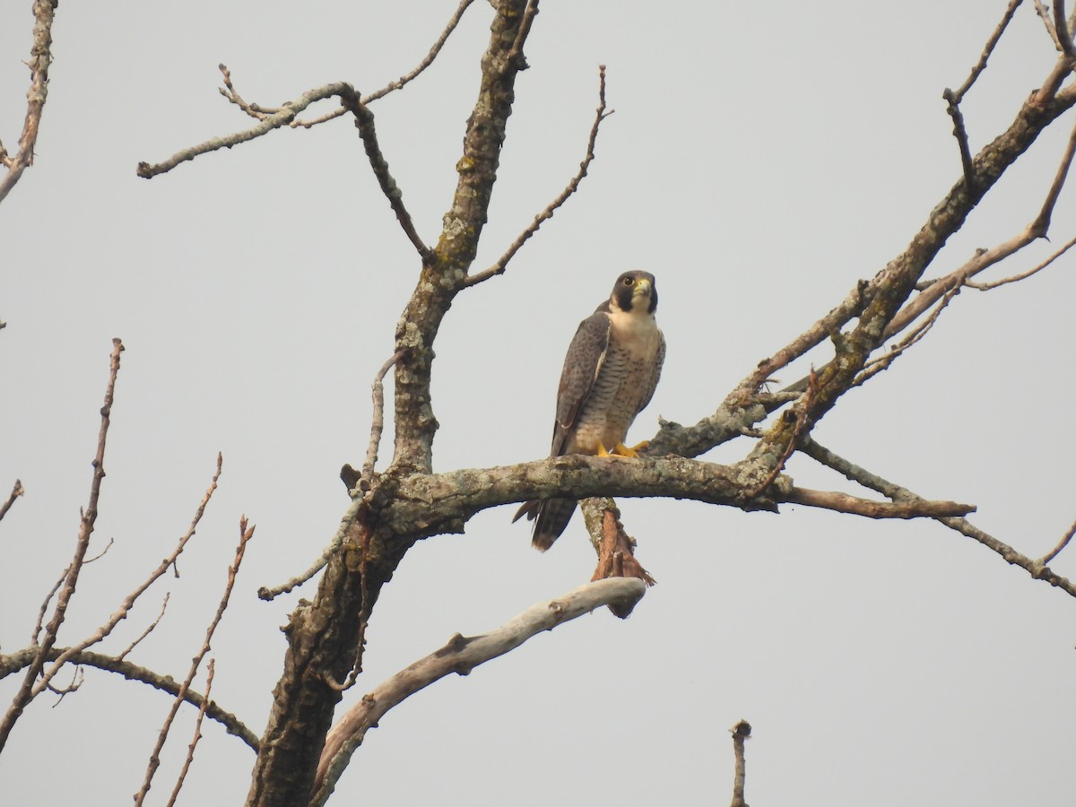 Peregrine Falcon - ML622589314