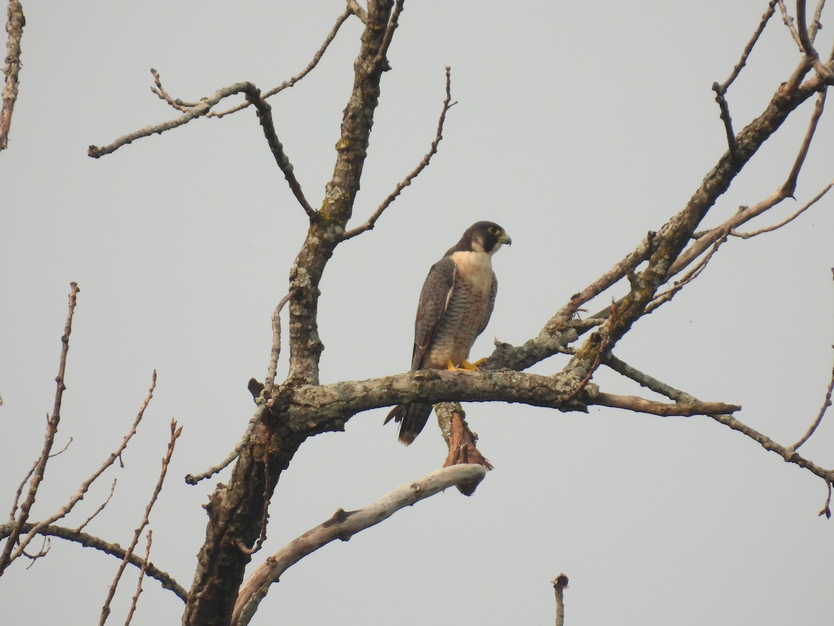 Peregrine Falcon - ML622589320