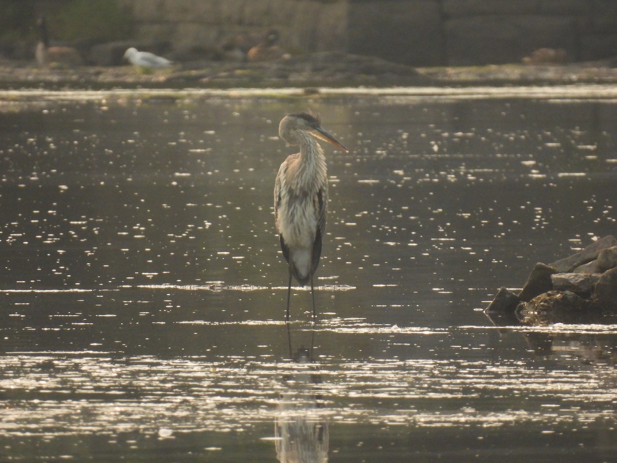 Great Blue Heron - ML622589326