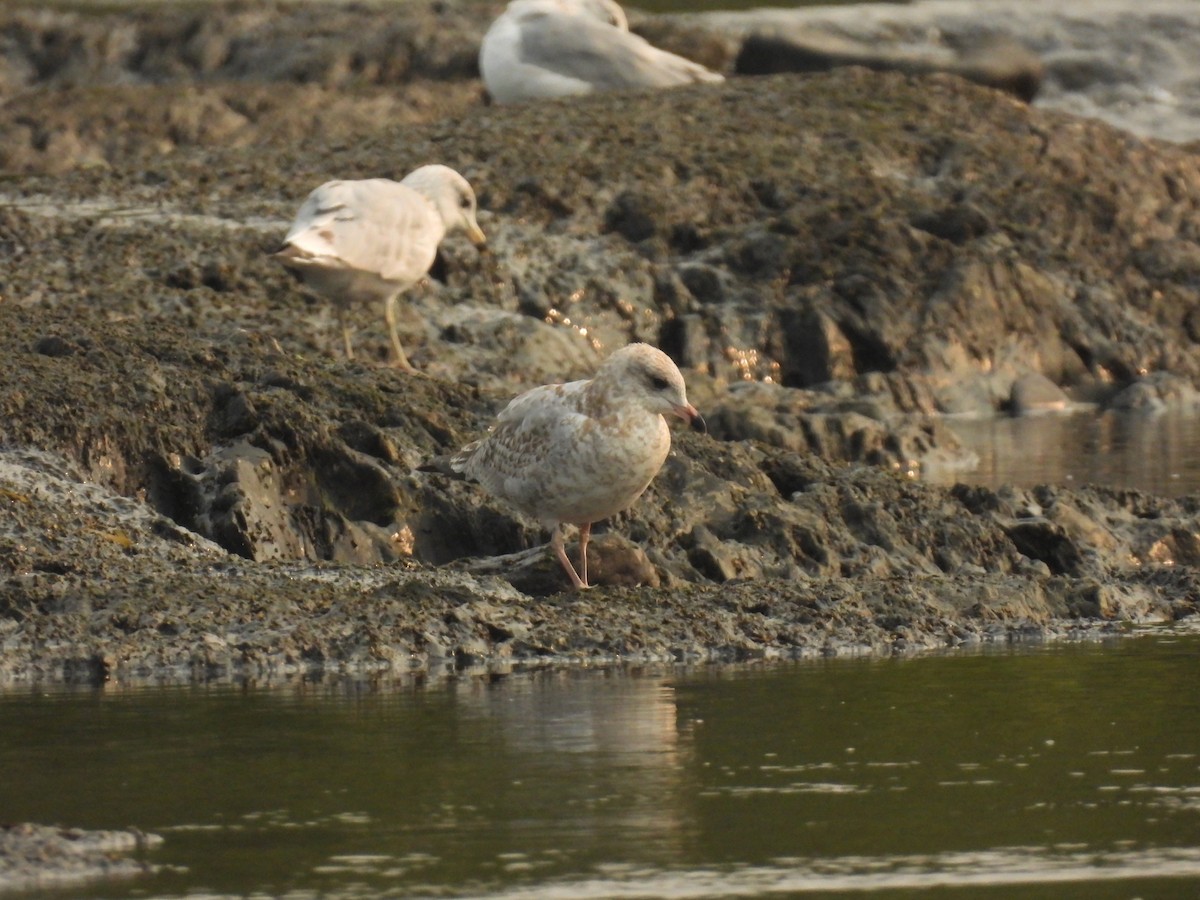 Ring-billed Gull - ML622589335