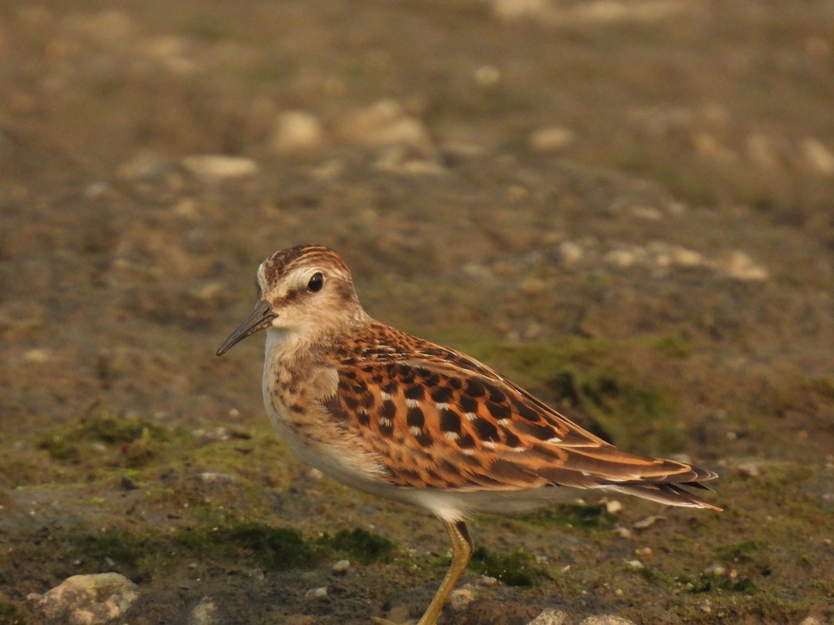 Least Sandpiper - ML622589351