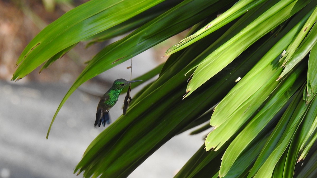 Blue-vented Hummingbird - ML622589352