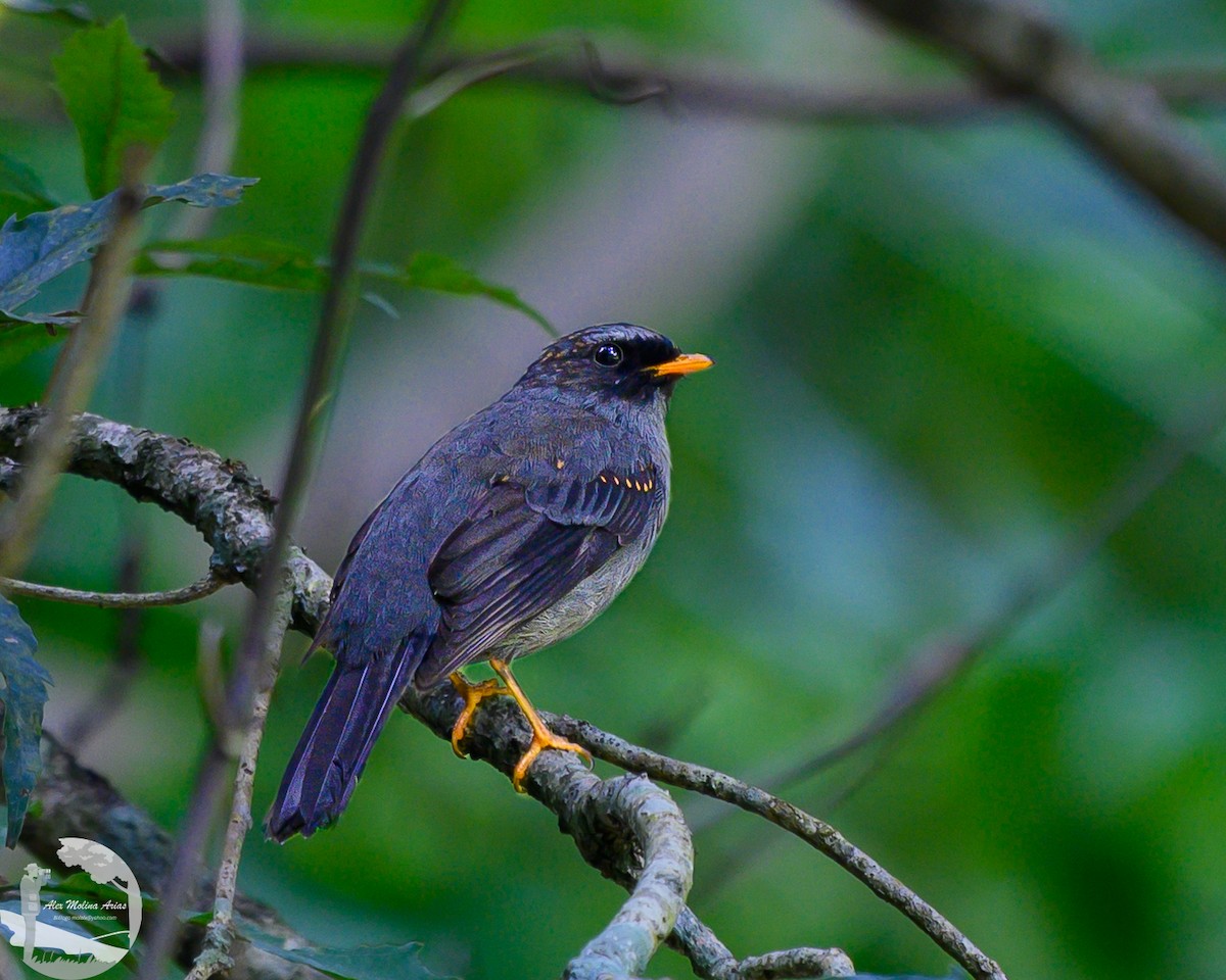 Solitario Carinegro - ML622589360