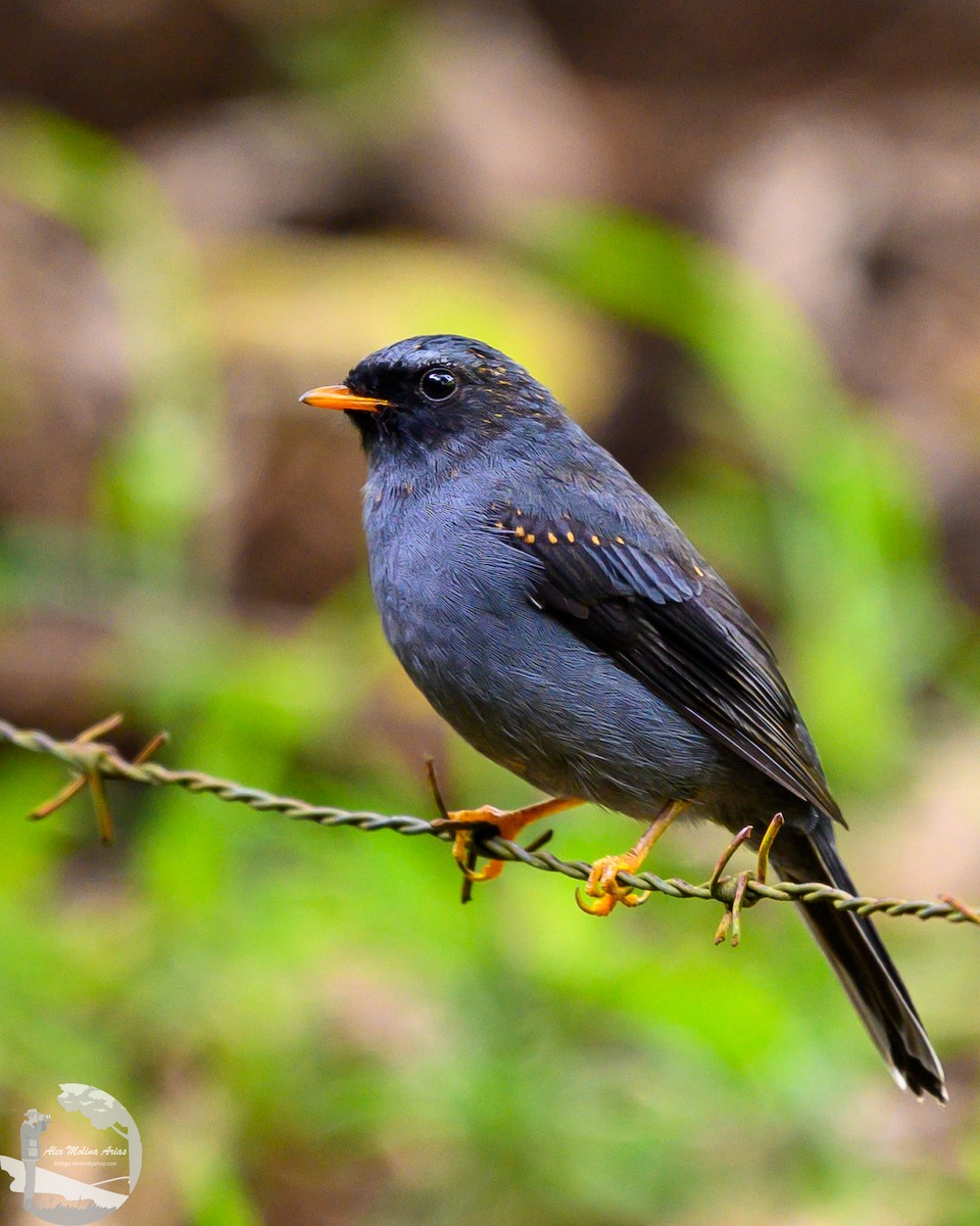 Solitario Carinegro - ML622589361