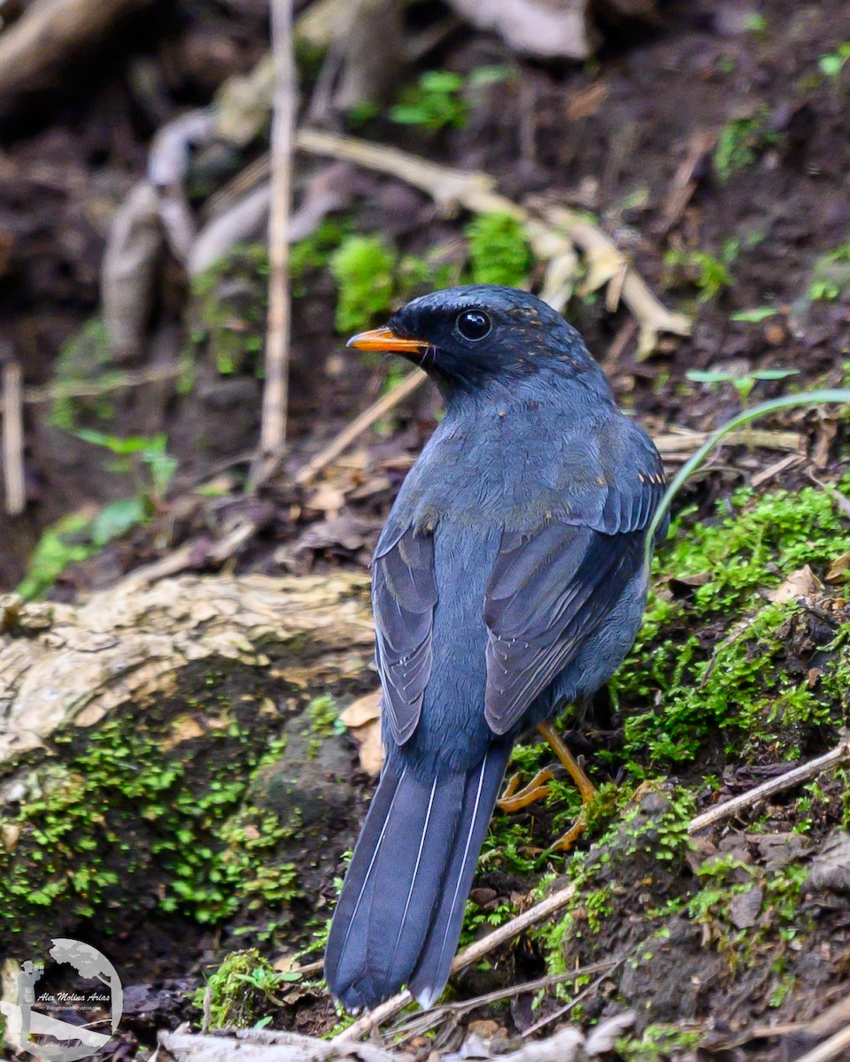 Solitario Carinegro - ML622589362