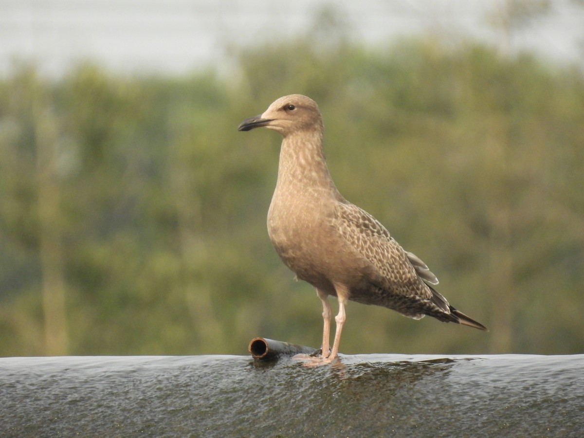 Herring Gull (American) - ML622589368