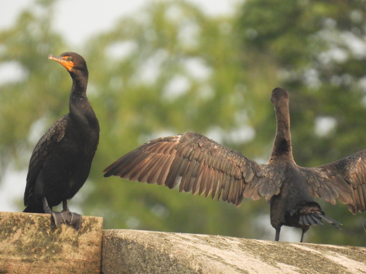 Double-crested Cormorant - ML622589379