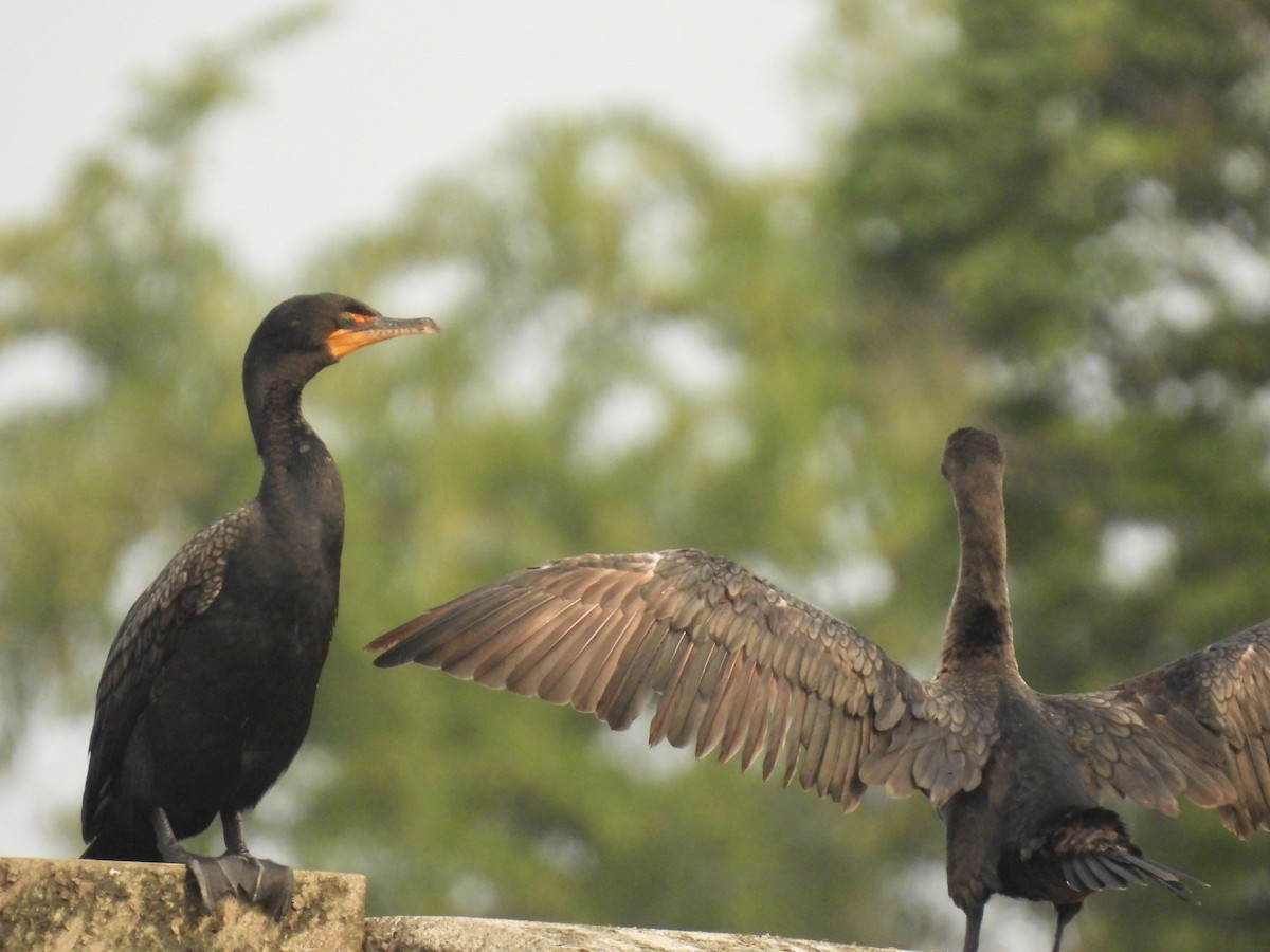 Double-crested Cormorant - ML622589380