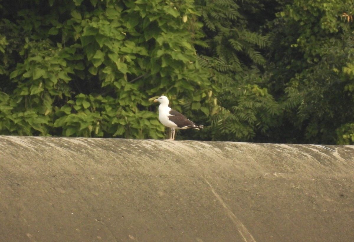 Great Black-backed Gull - ML622589394