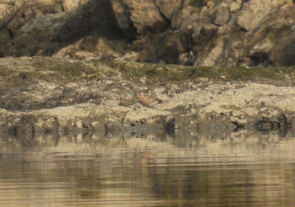 Baird's Sandpiper - John McKay