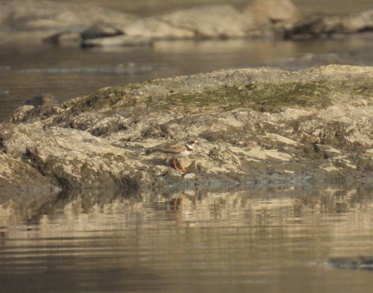 Semipalmated Plover - ML622589434