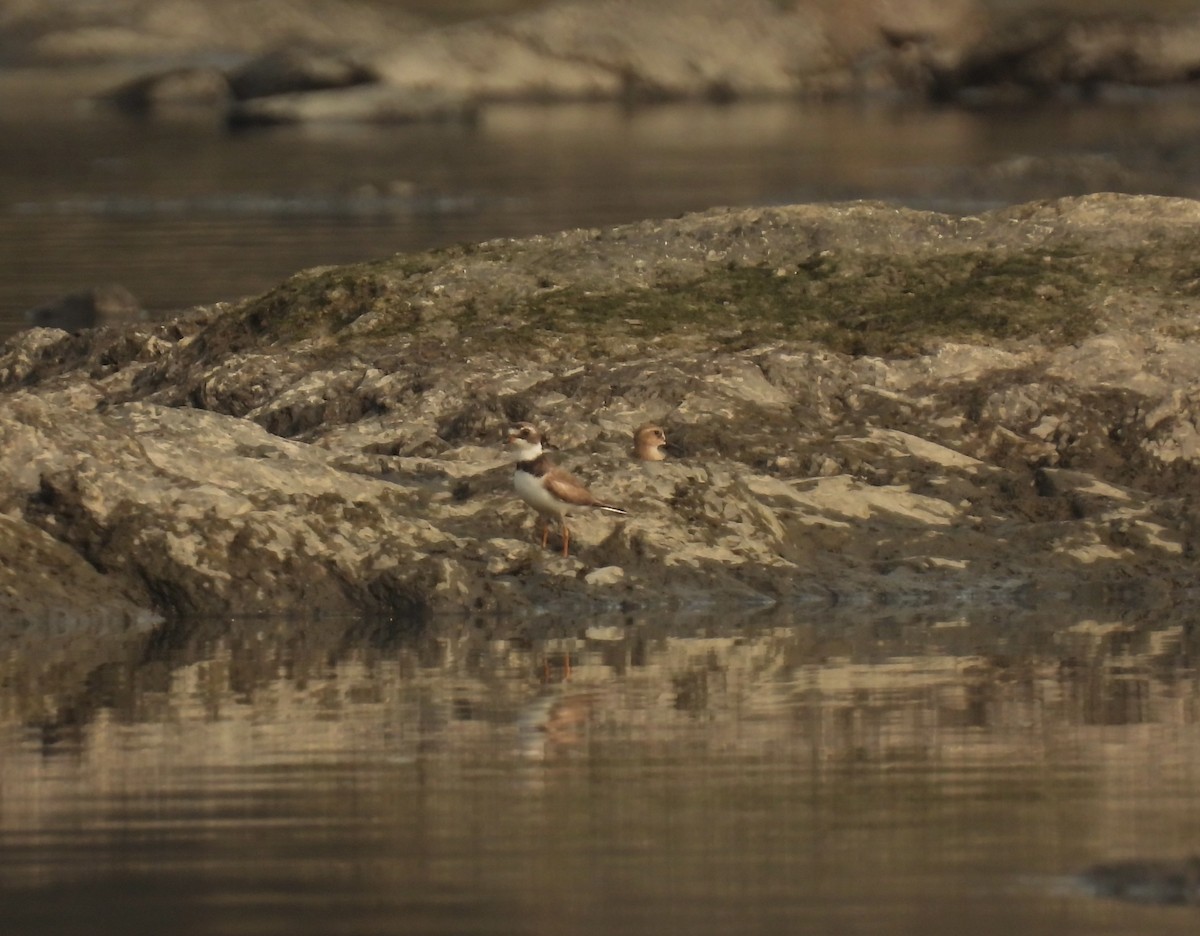 Semipalmated Plover - ML622589444