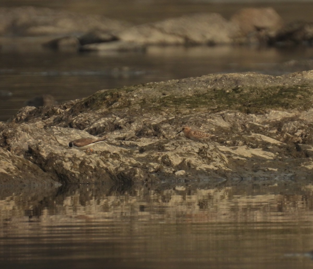 Baird's Sandpiper - ML622589452